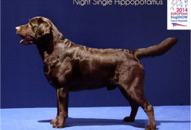 Single Hippopotamus night loe - Nice / Nice