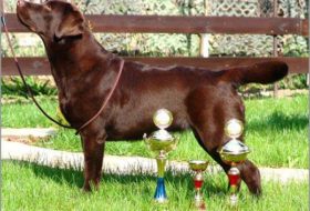 Holstep's April Smile - Pronya / Pronya