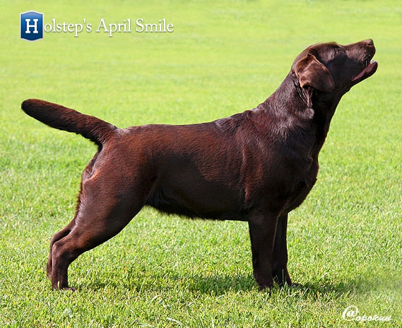 phoca_thumb_l_holsteps_april_smile7