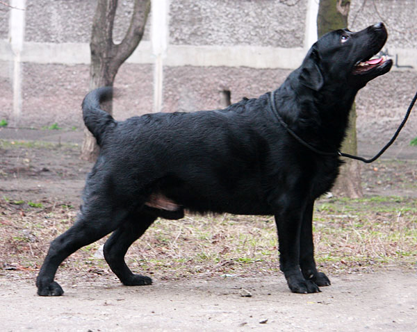alen2