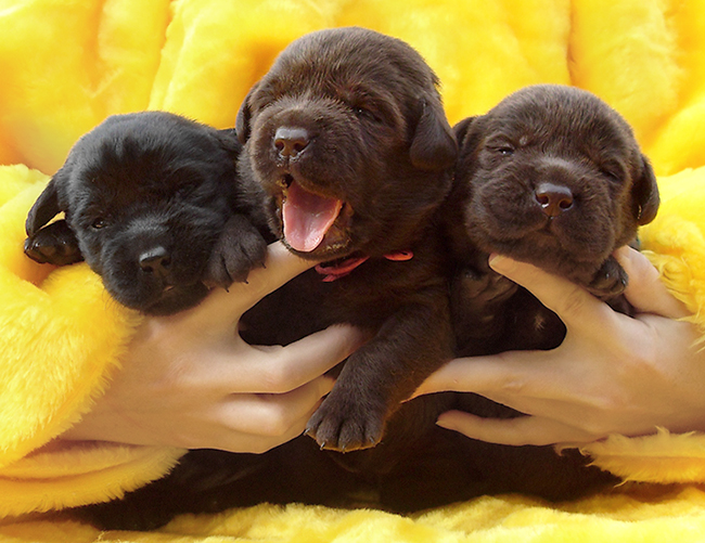 barney_lyalya_pups