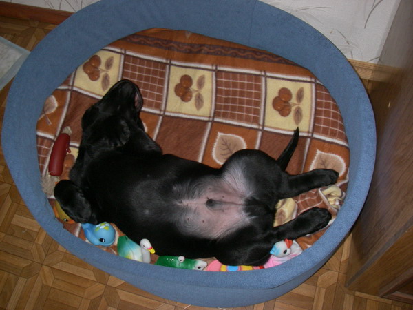 caballero2