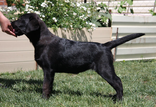 gulya0441