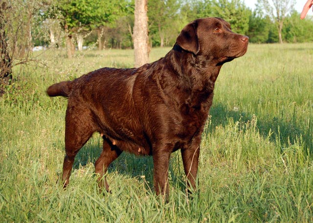 milka12