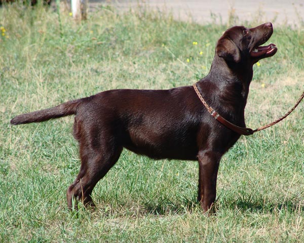 milka6