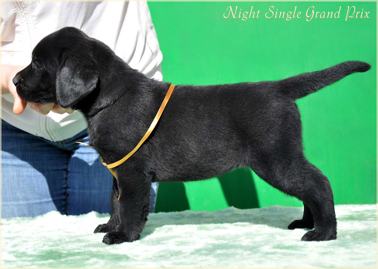 night_single_grand_prix1