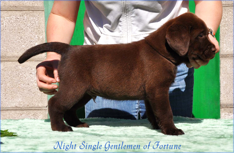ns_gentlemen_fortune