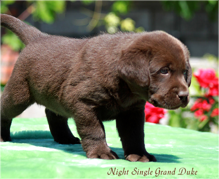 ns_grand_duke3