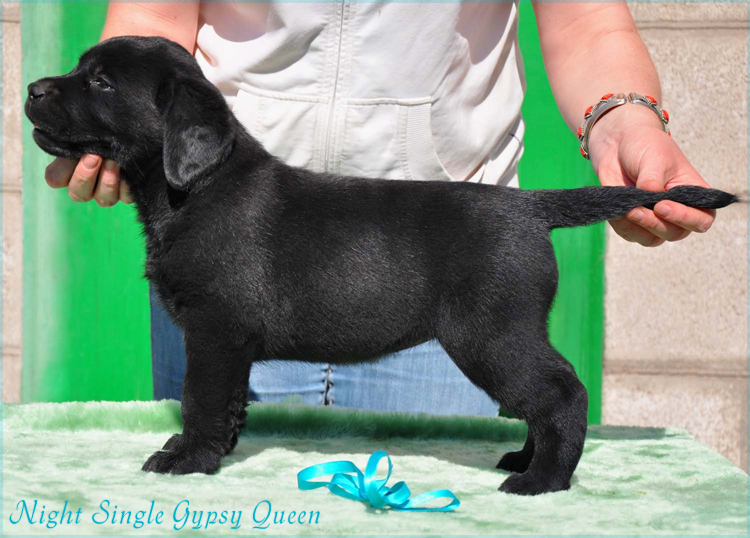 ns_gypsy_queen1