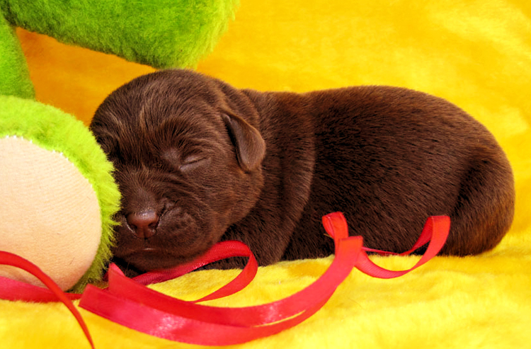 puppies_prosha