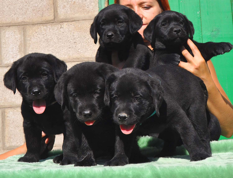 puppies_prosha2