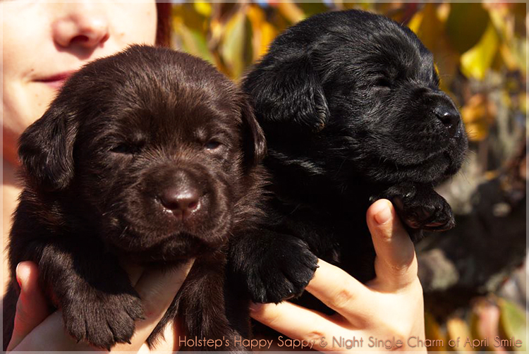 puppies_sappy_lala1