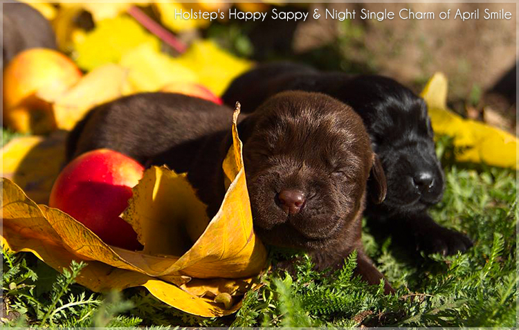 puppies_sappy_lala12