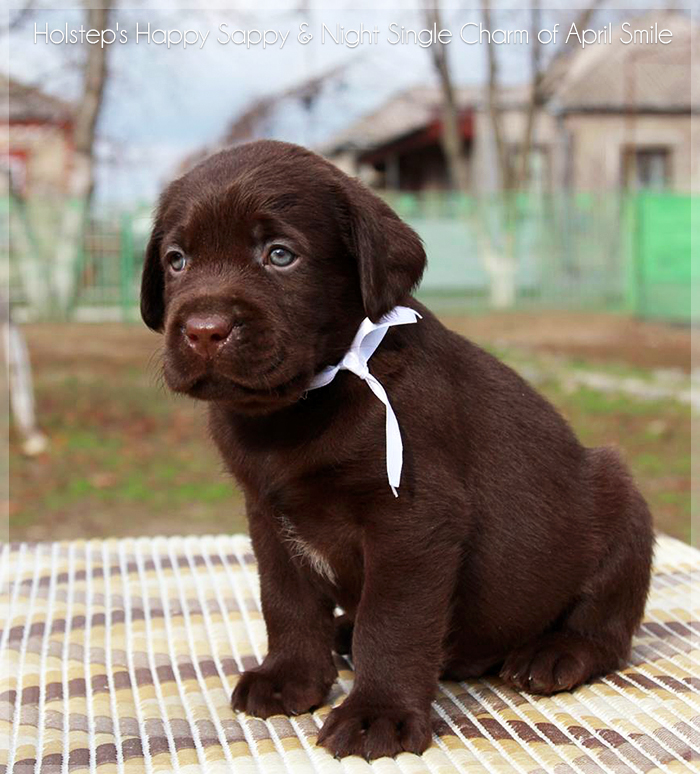 puppies_sappy_lala13