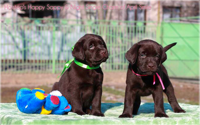 puppies_sappy_lala14