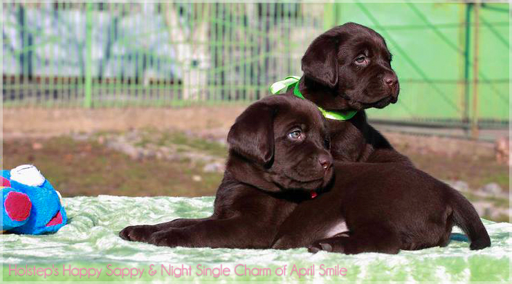 puppies_sappy_lala15