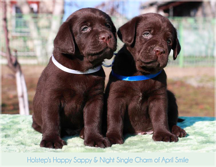 puppies_sappy_lala17