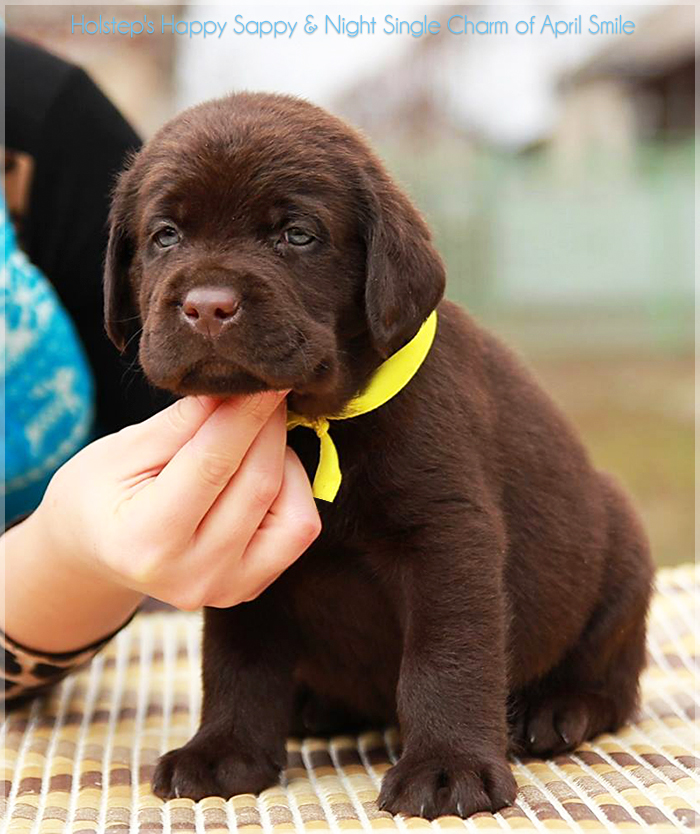 puppies_sappy_lala19