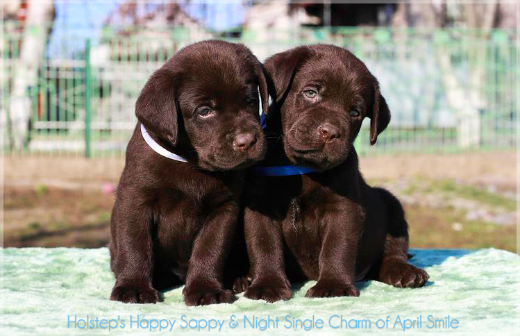 puppies_sappy_lala20