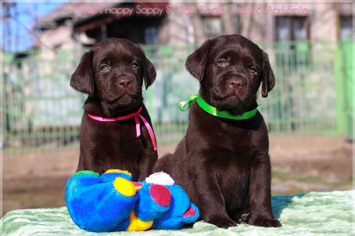 puppies_sappy_lala21