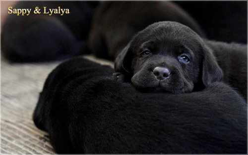 puppies_sappy_lala22