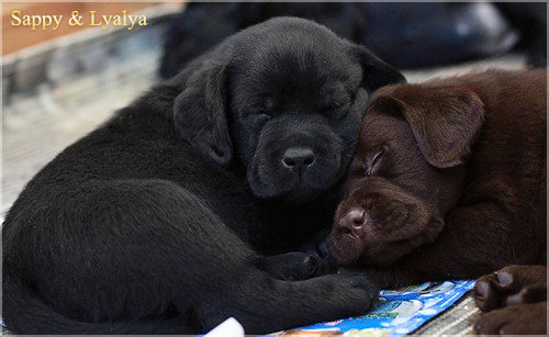 puppies_sappy_lala23