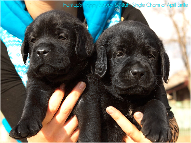 puppies_sappy_lala25