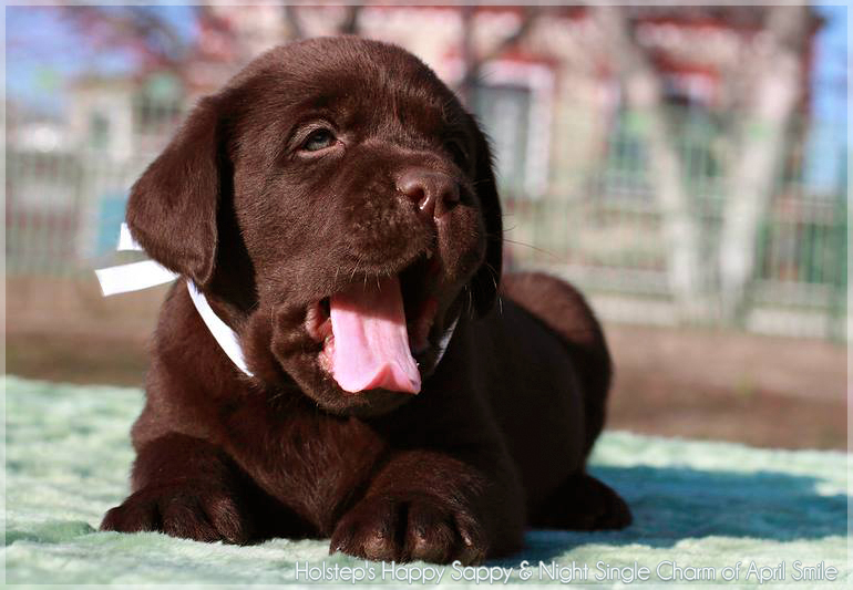 puppies_sappy_lala27