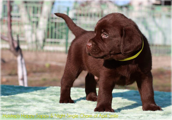 puppies_sappy_lala28