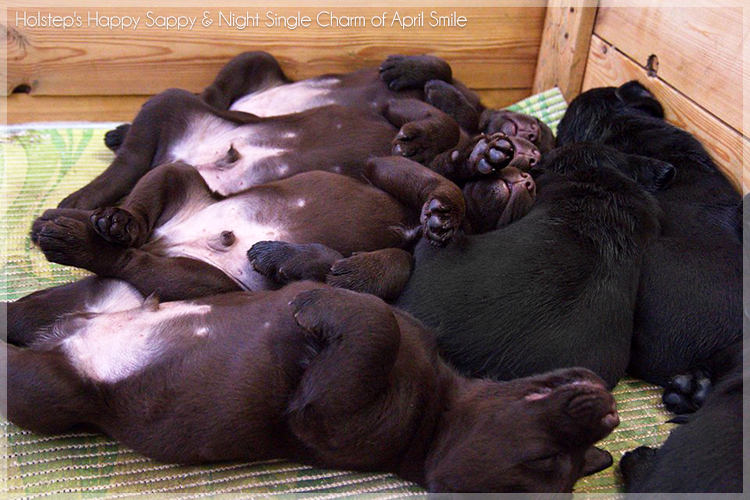 puppies_sappy_lala32