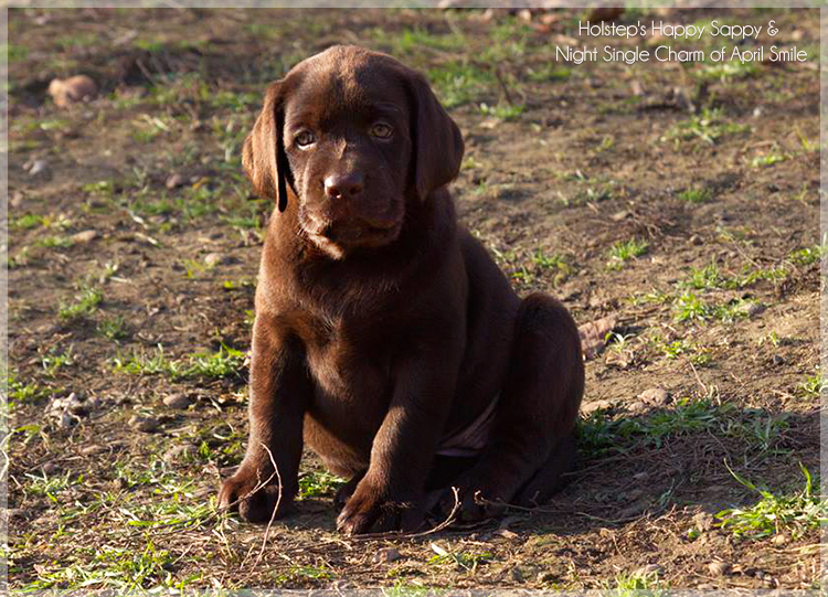 puppies_sappy_lala33