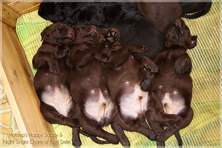 puppies_sappy_lala34