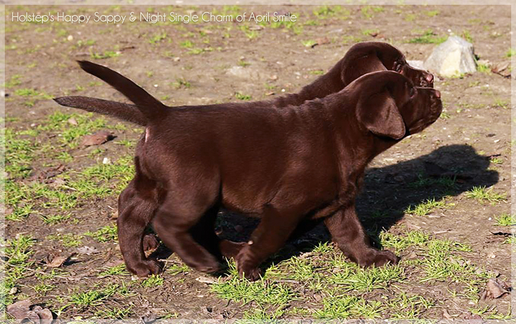 puppies_sappy_lala35