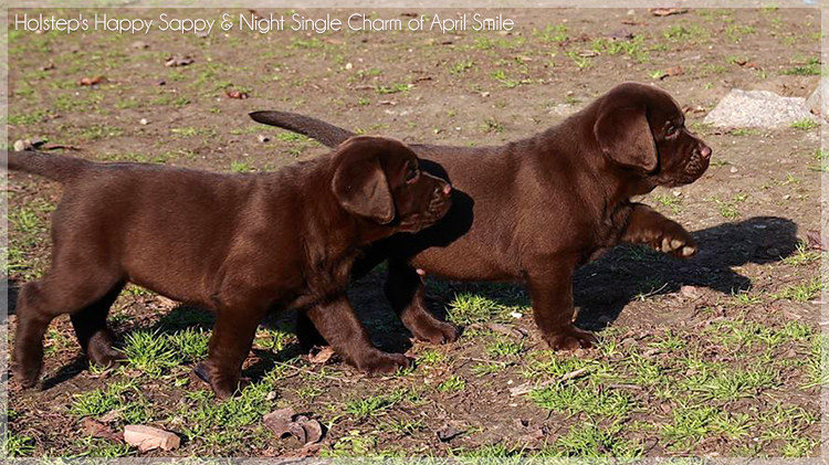 puppies_sappy_lala36