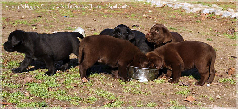 puppies_sappy_lala37
