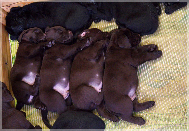 puppies_sappy_lala38