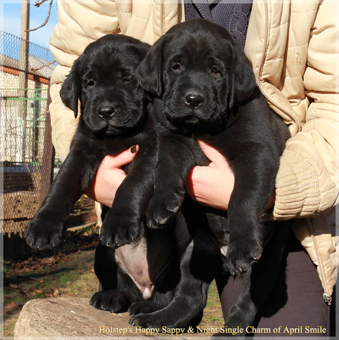 puppies_sappy_lala39