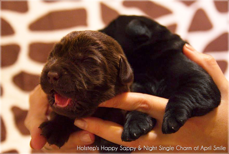 puppies_sappy_lala4