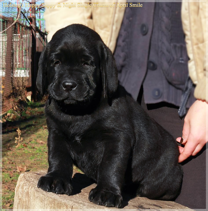 puppies_sappy_lala40