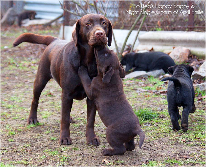 puppies_sappy_lala44