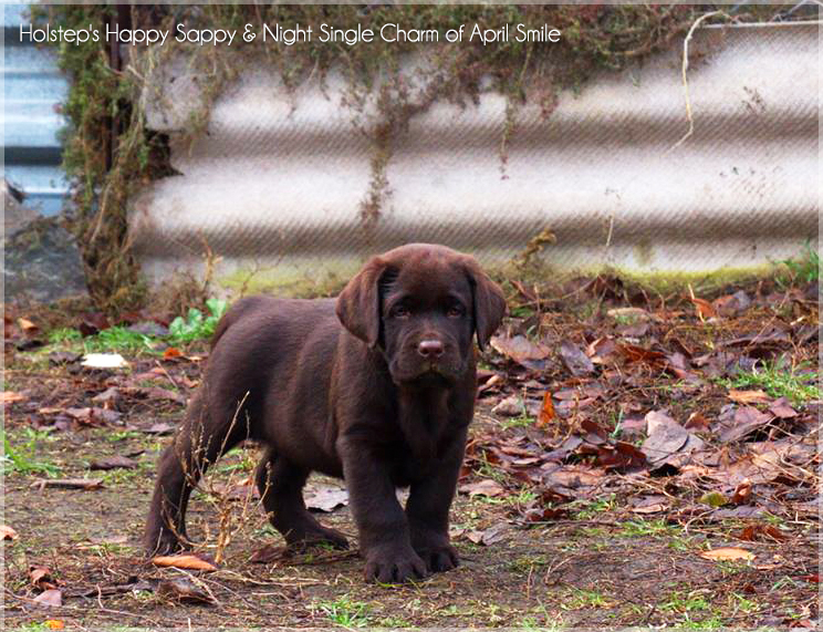 puppies_sappy_lala45