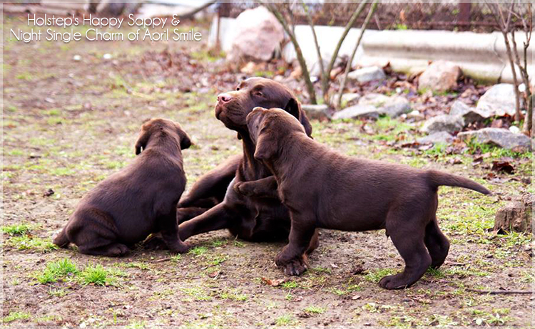 puppies_sappy_lala46