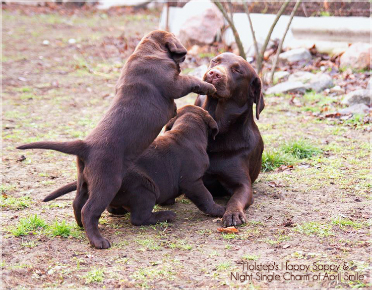 puppies_sappy_lala47