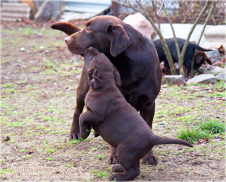 puppies_sappy_lala48