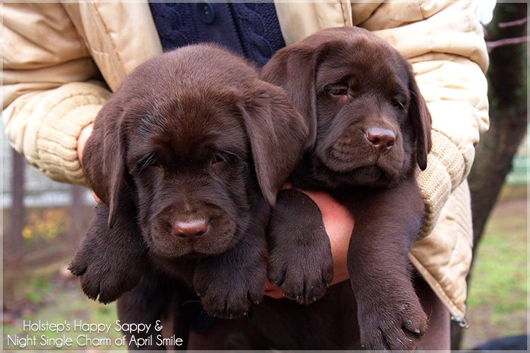 puppies_sappy_lala49