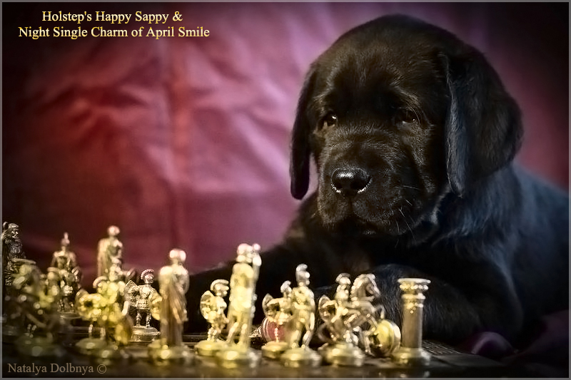 puppies_sappy_lala52