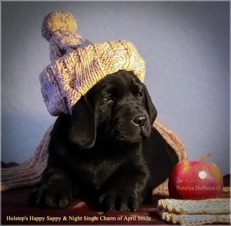 puppies_sappy_lala53