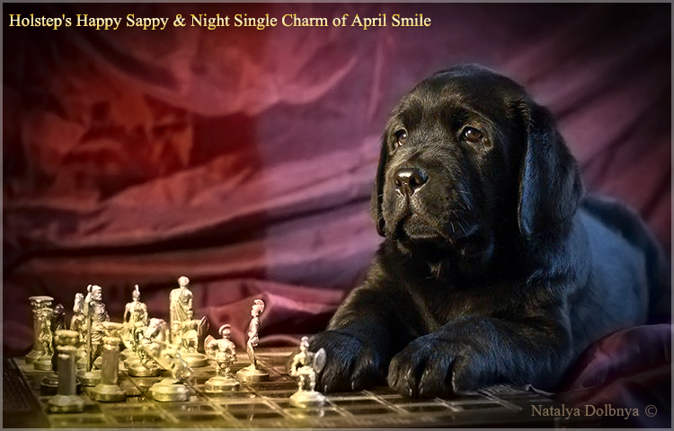puppies_sappy_lala56