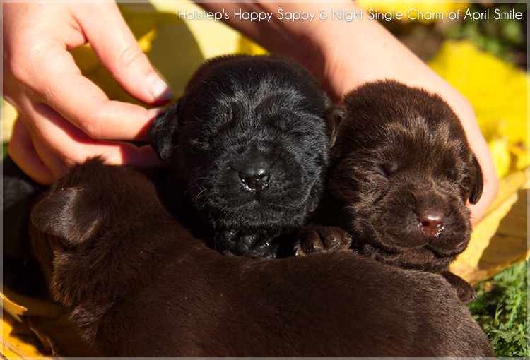 puppies_sappy_lala6