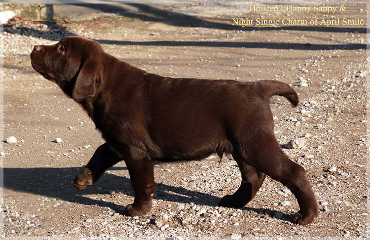 puppies_sappy_lala63
